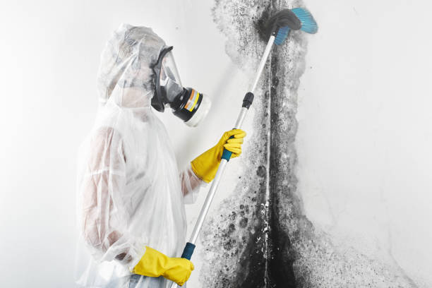 Best Crawl Space Mold Remediation  in Arnold, MD