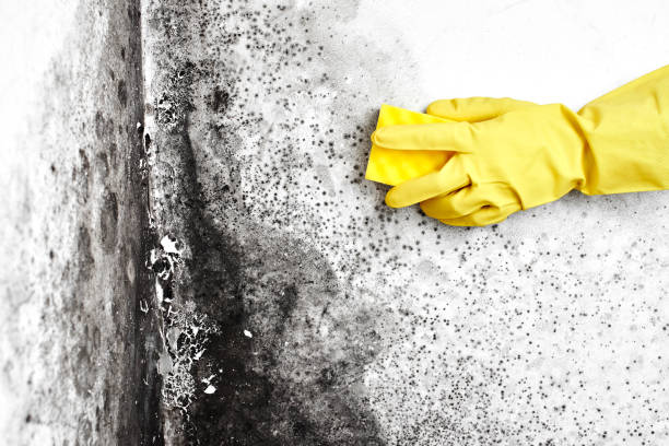 Best Biohazard Mold Removal  in Arnold, MD